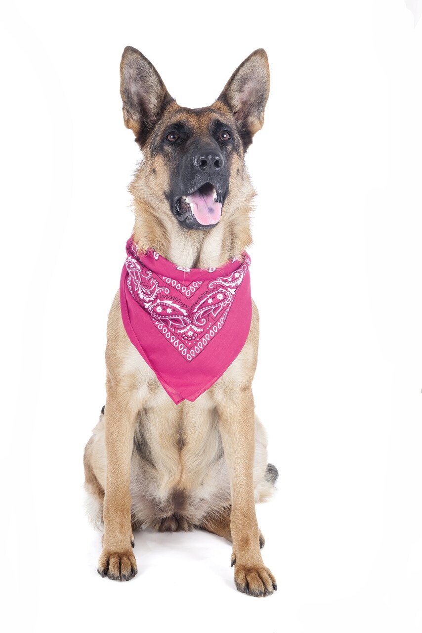 5 Pack Paisley Polyester Pets Dogs Bandana Triangle Shape - Oversized